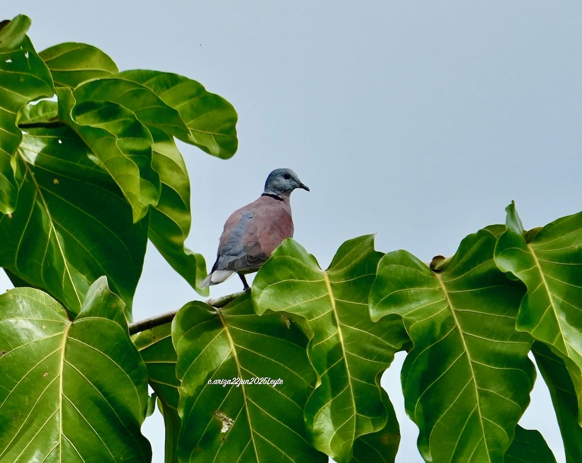 Red Collared-Dove - ML638310907