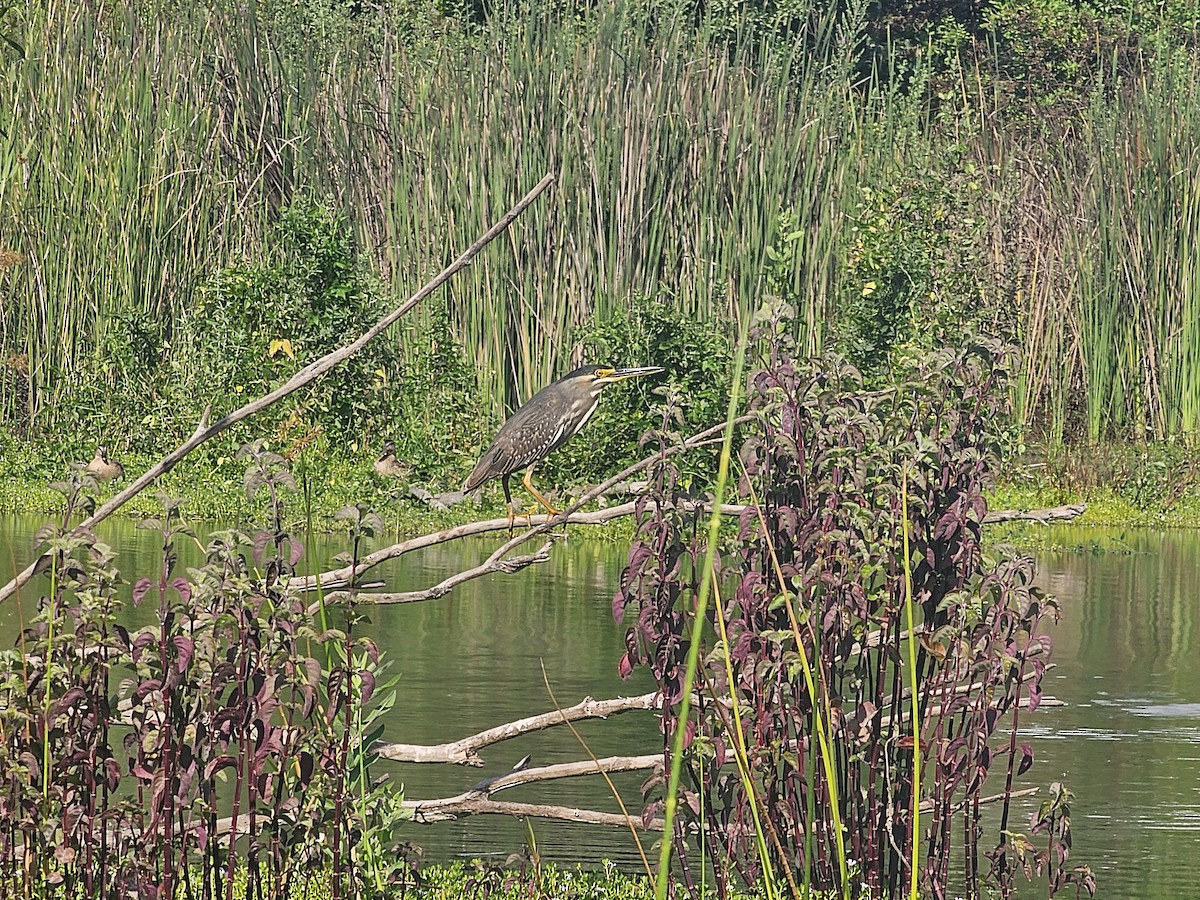Striated Heron - ML638310908