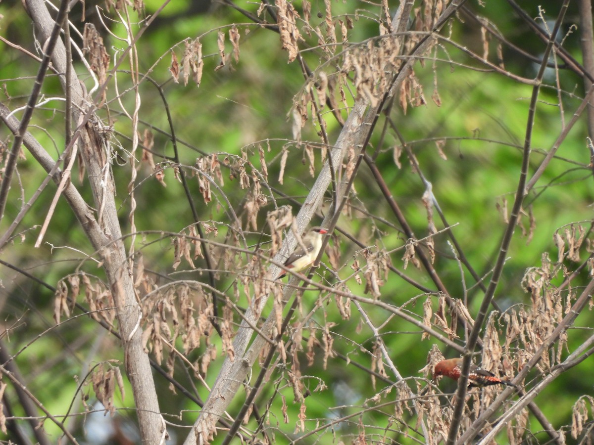 Red Avadavat - ML638310910