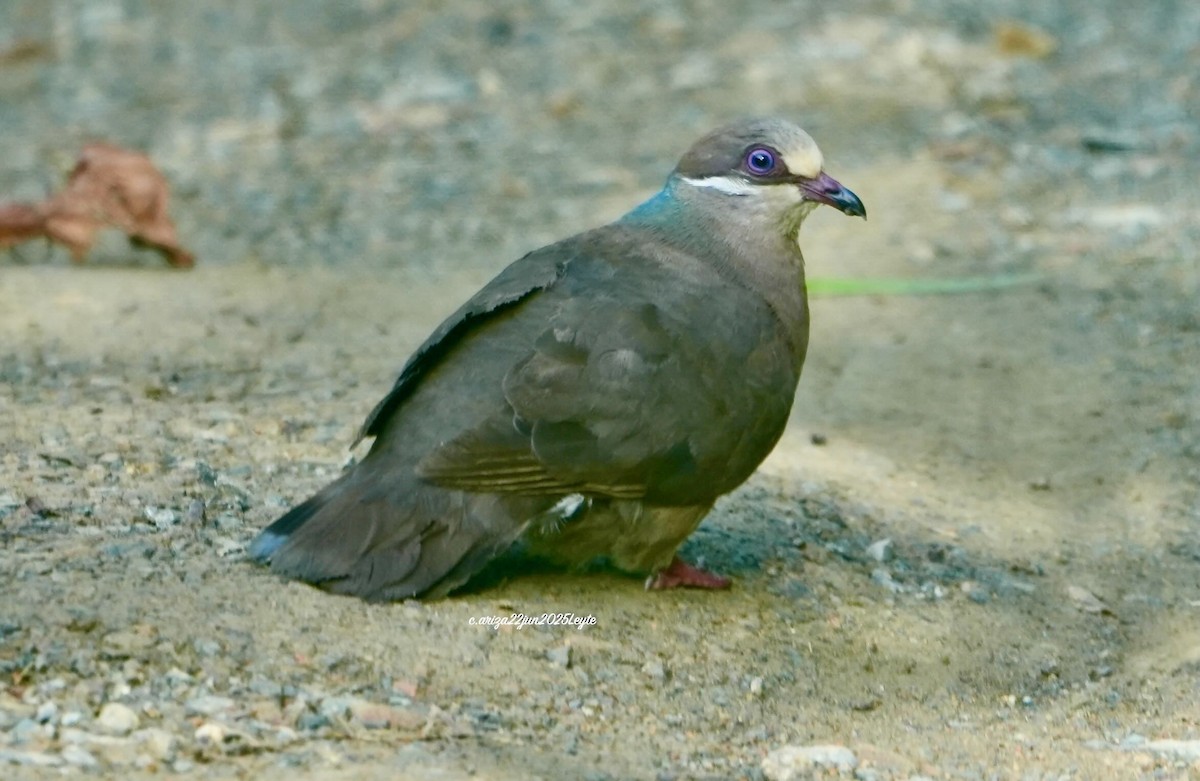 White-eared Brown-Dove - ML638310911