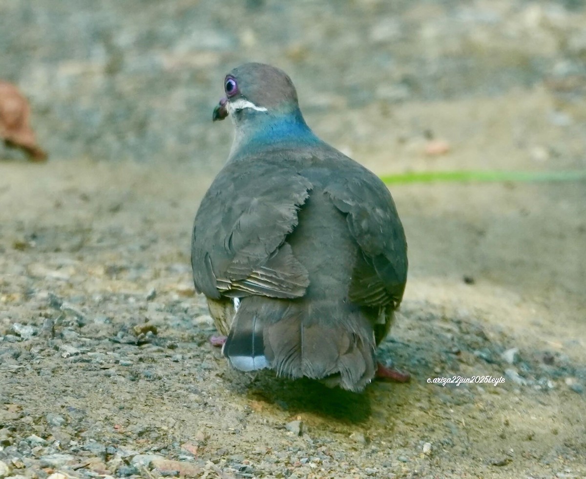 White-eared Brown-Dove - ML638310912
