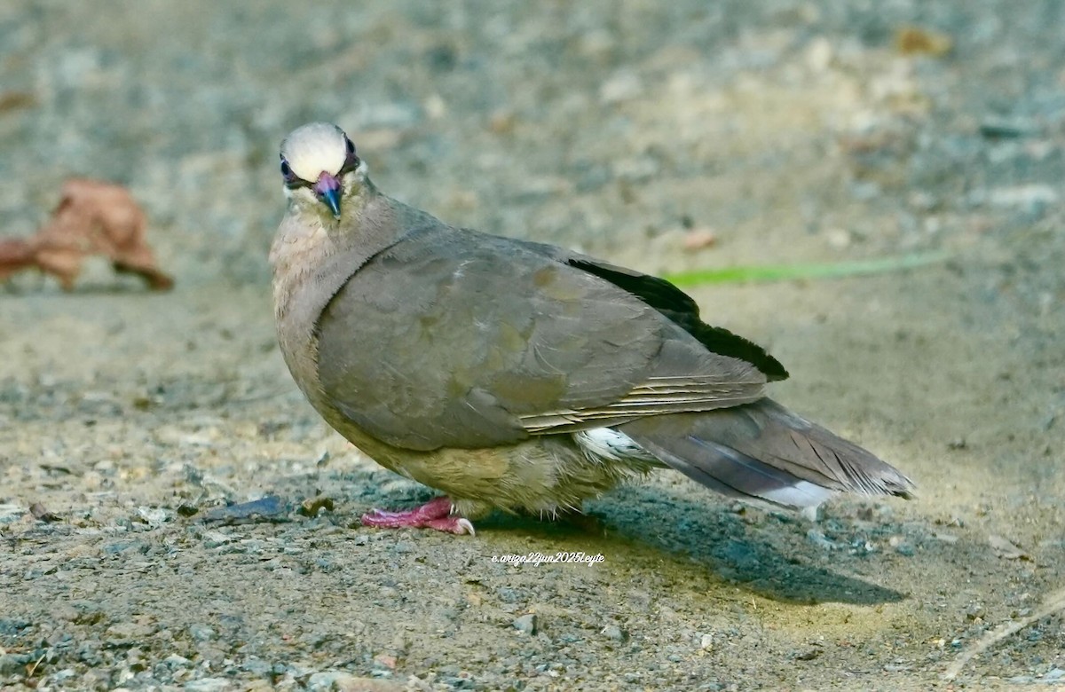 White-eared Brown-Dove - ML638310913