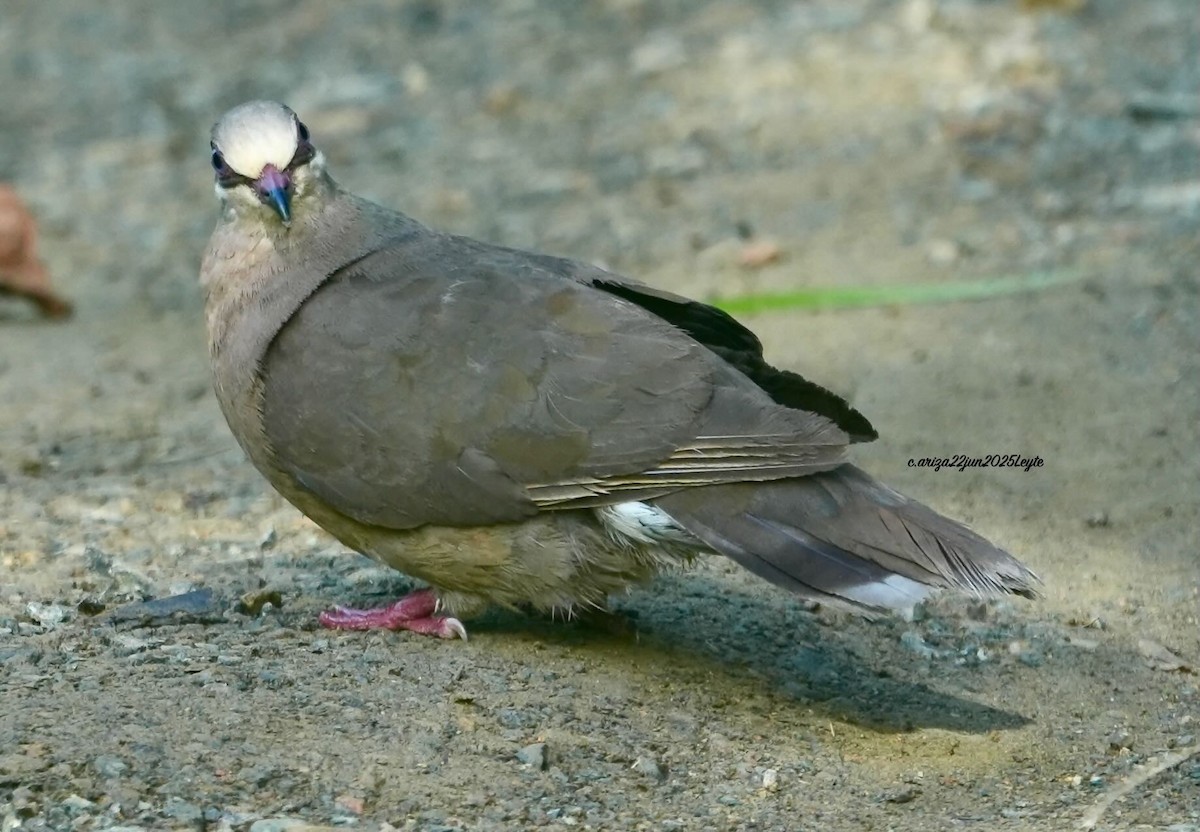 White-eared Brown-Dove - ML638310914
