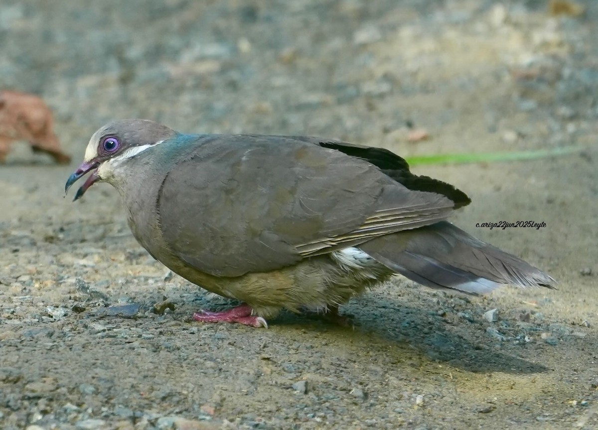 White-eared Brown-Dove - ML638310915