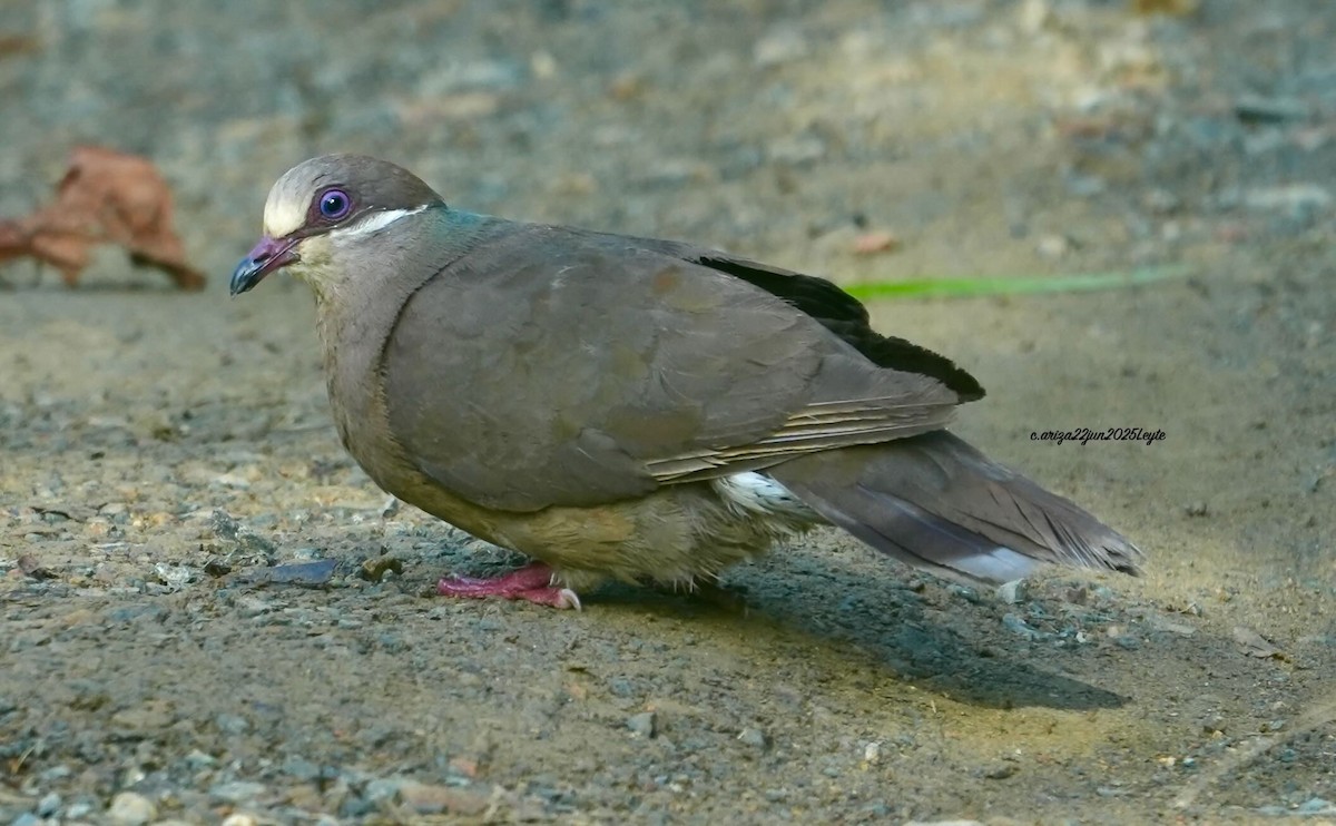 White-eared Brown-Dove - ML638310917