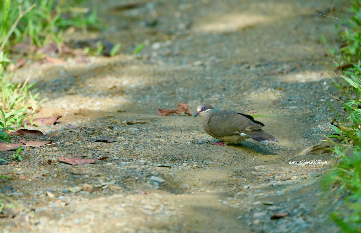 White-eared Brown-Dove - ML638310918