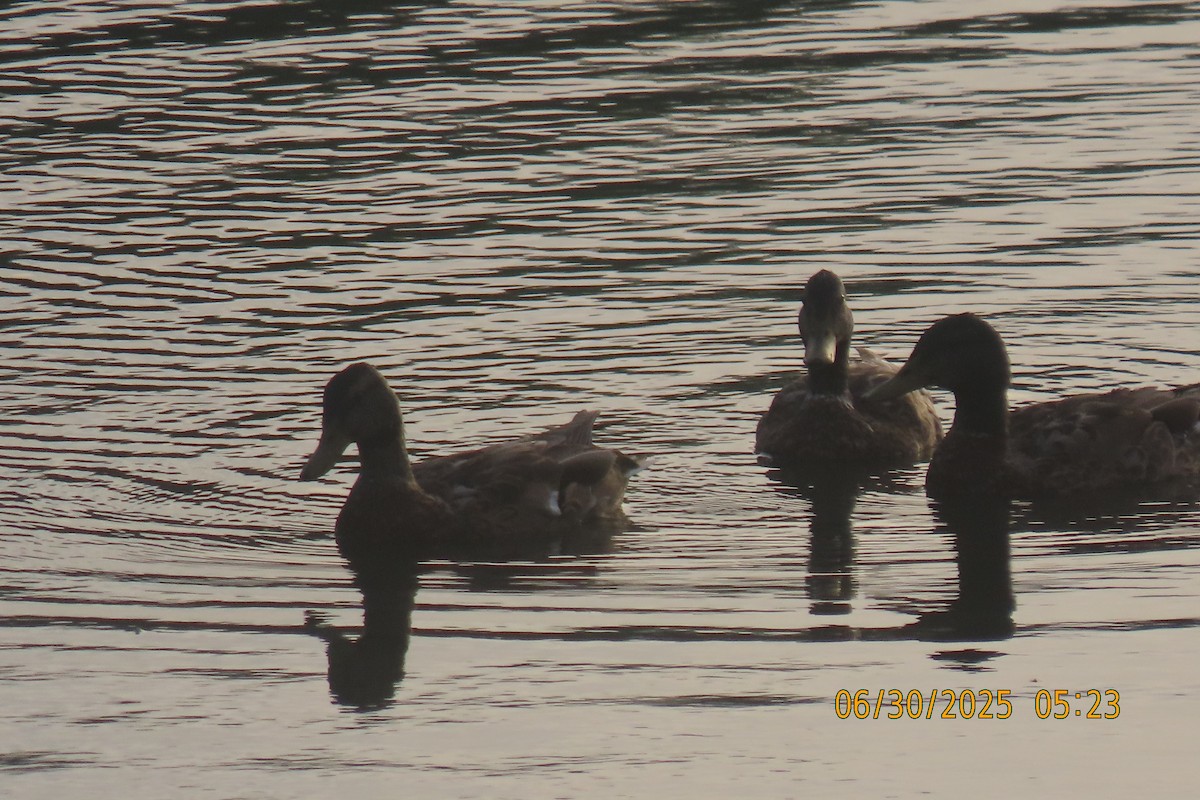 Mallard - ML638310921