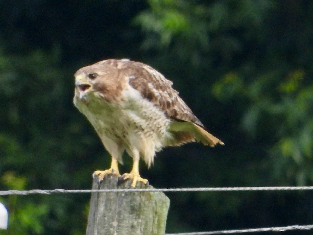 Red-tailed Hawk - ML638310923