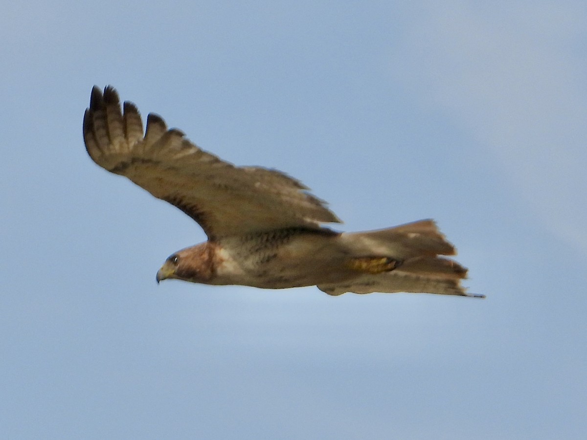Red-tailed Hawk - ML638310924