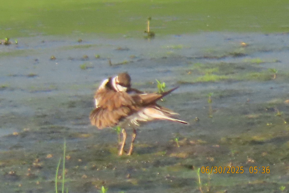 Killdeer - ML638310926
