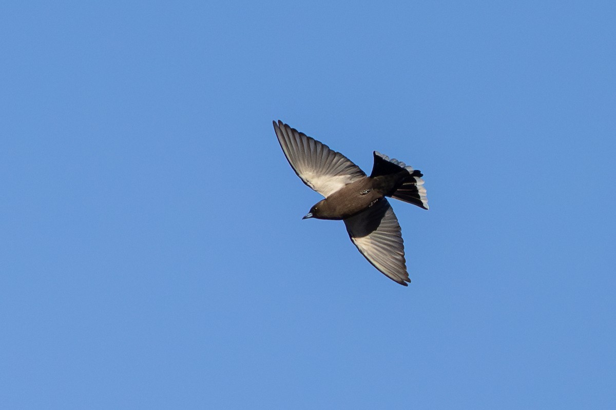 Dusky Woodswallow - ML638310927