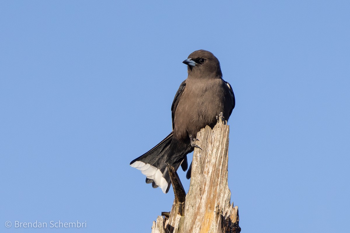 Dusky Woodswallow - ML638310928