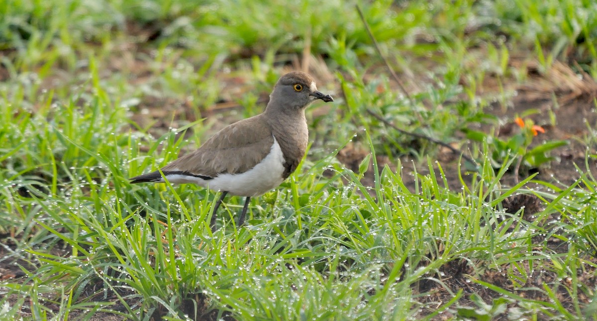 Senegal Lapwing - ML638310929