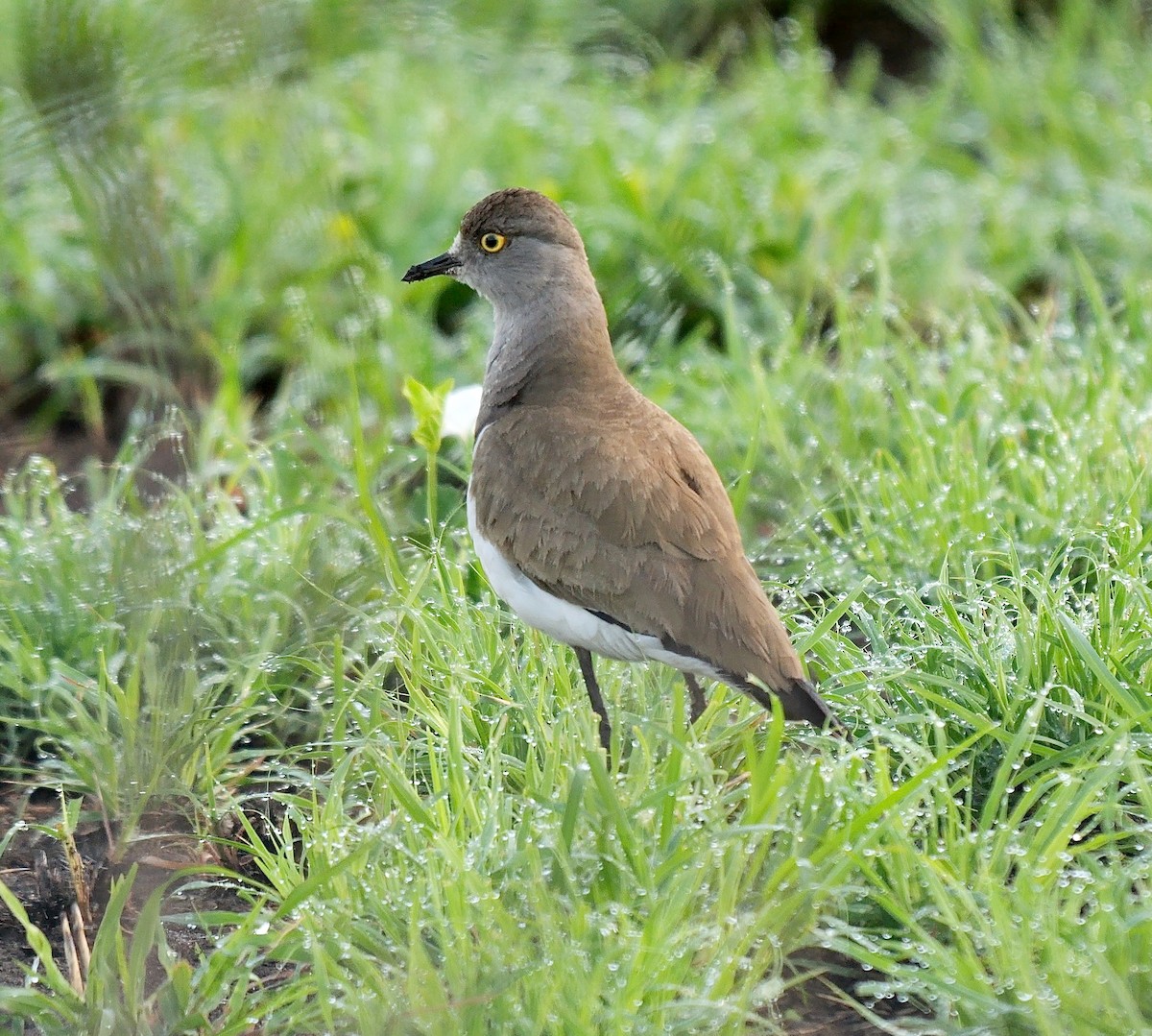 Senegal Lapwing - ML638310930