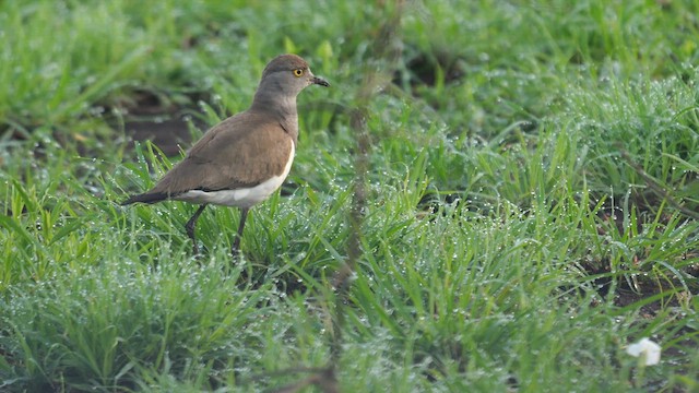 Senegal Lapwing - ML638310931