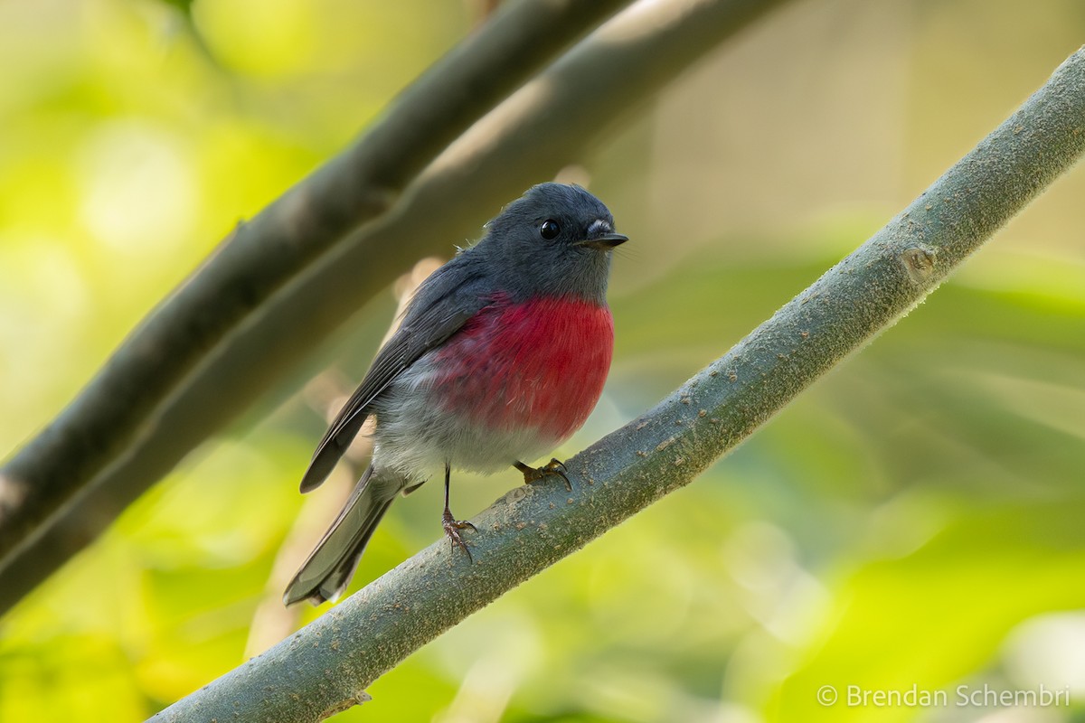 Rose Robin - ML638310932