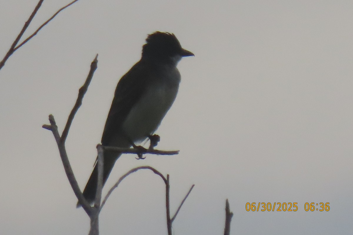 Eastern Kingbird - ML638310933
