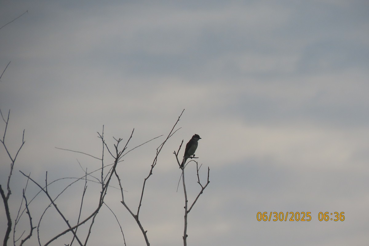 Eastern Kingbird - ML638310934