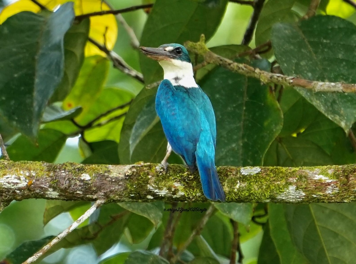 Collared Kingfisher - ML638310935