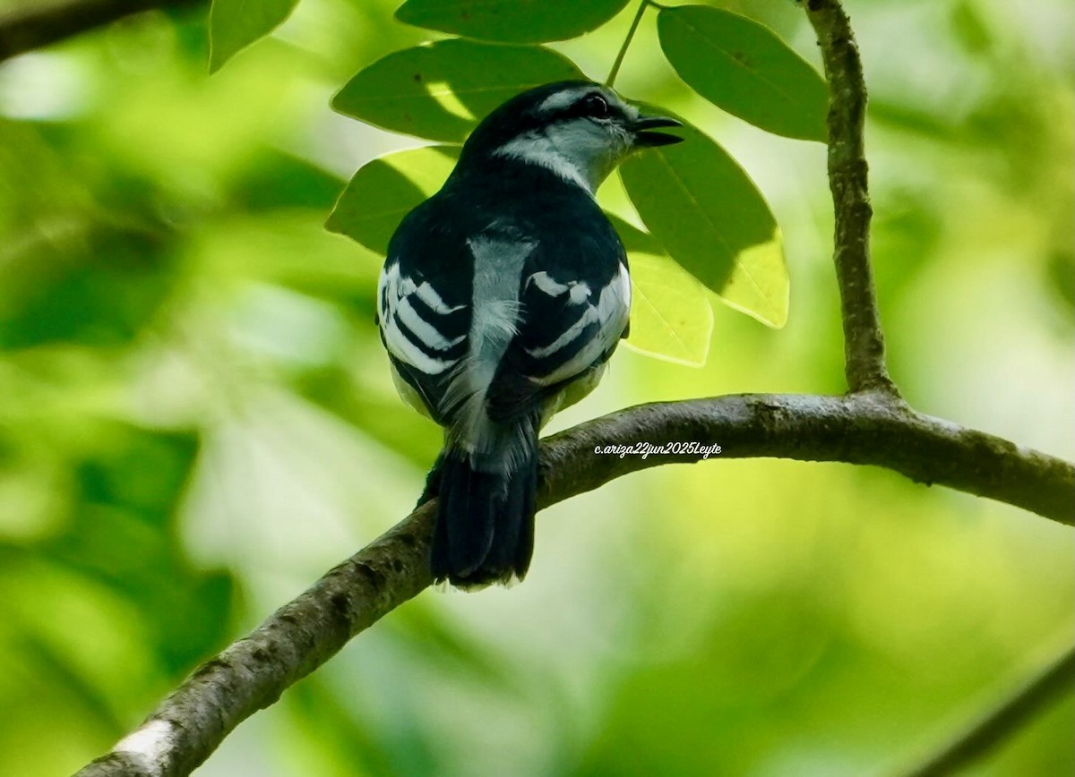 Pied Triller - ML638310936