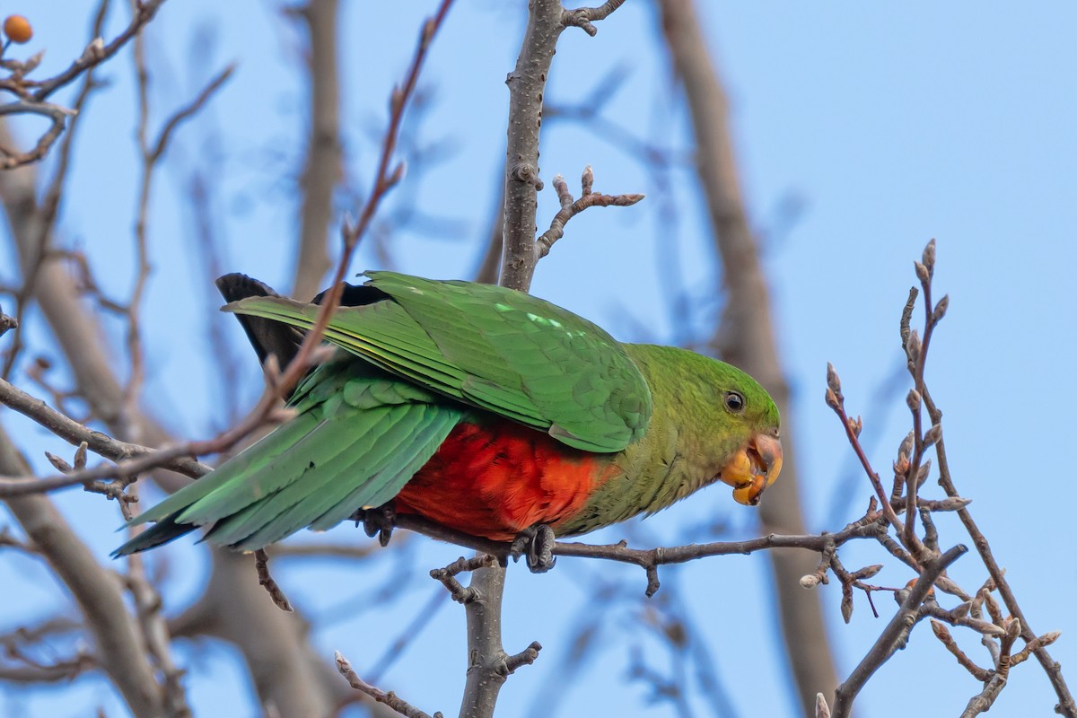 Australian King-Parrot - ML638310941