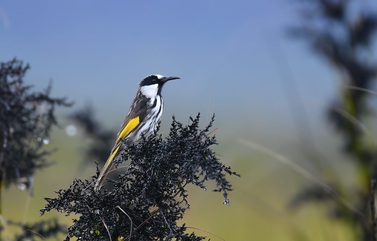 White-cheeked Honeyeater - ML638310942