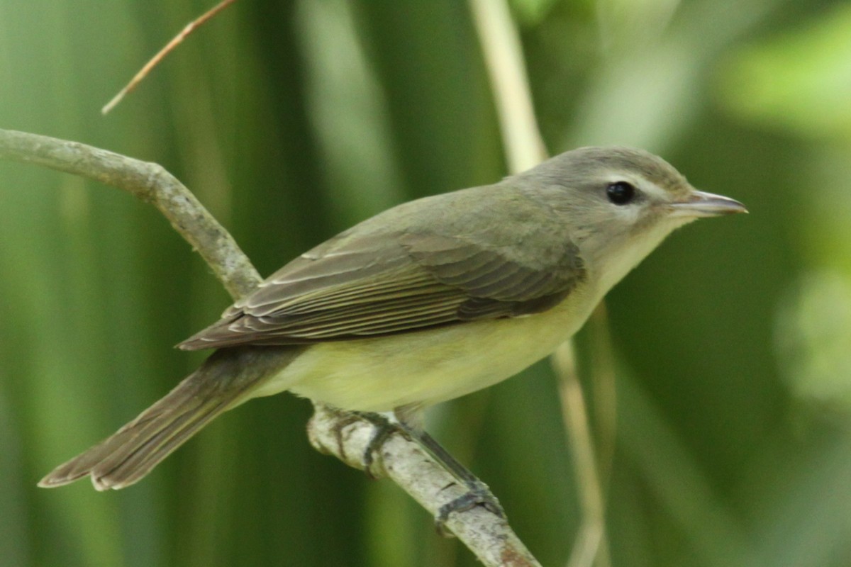 Warbling Vireo - ML638310946