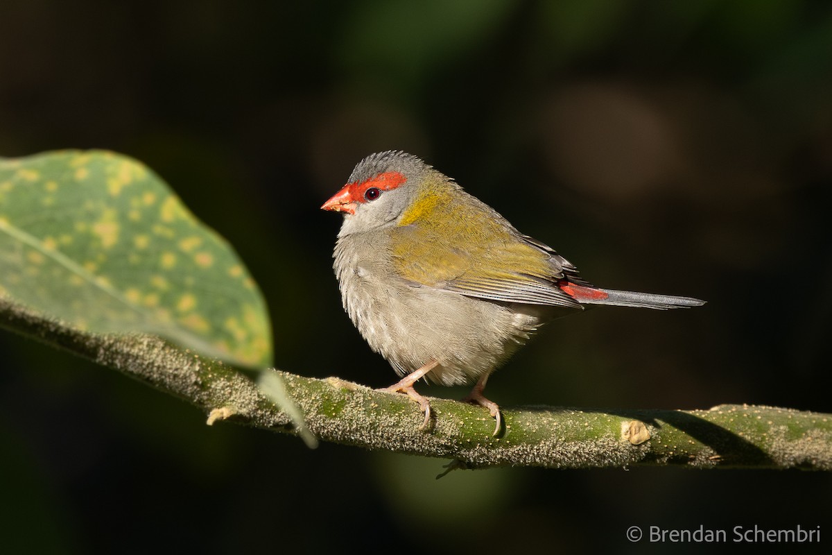 Red-browed Firetail - ML638310947