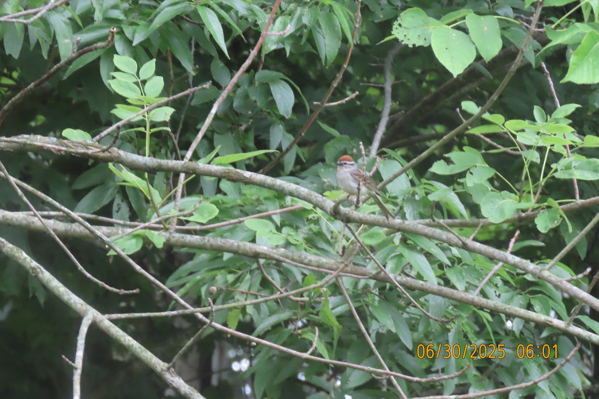 Chipping Sparrow - ML638310950
