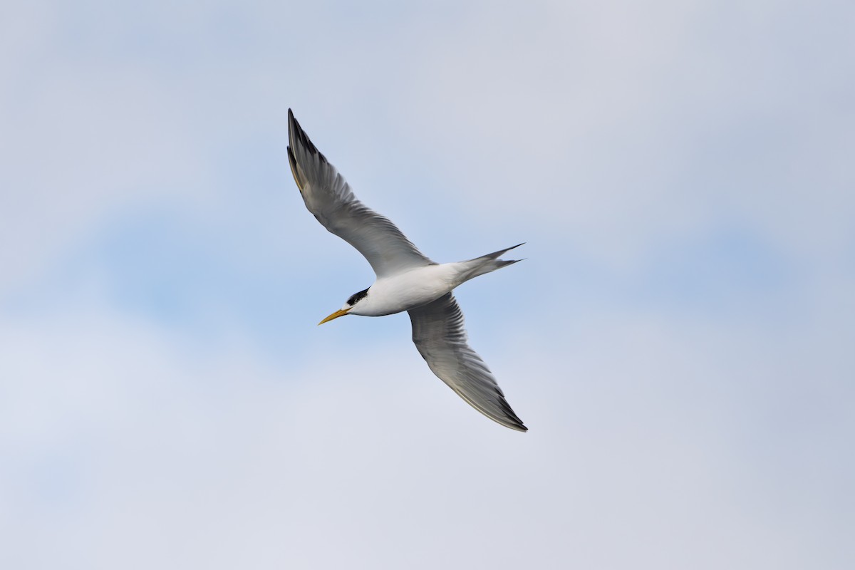 Great Crested Tern - ML638310951