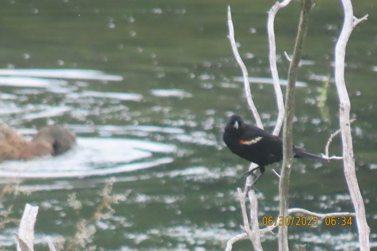 Red-winged Blackbird - ML638310952