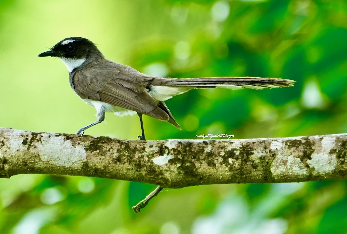 Philippine Pied-Fantail - ML638310953