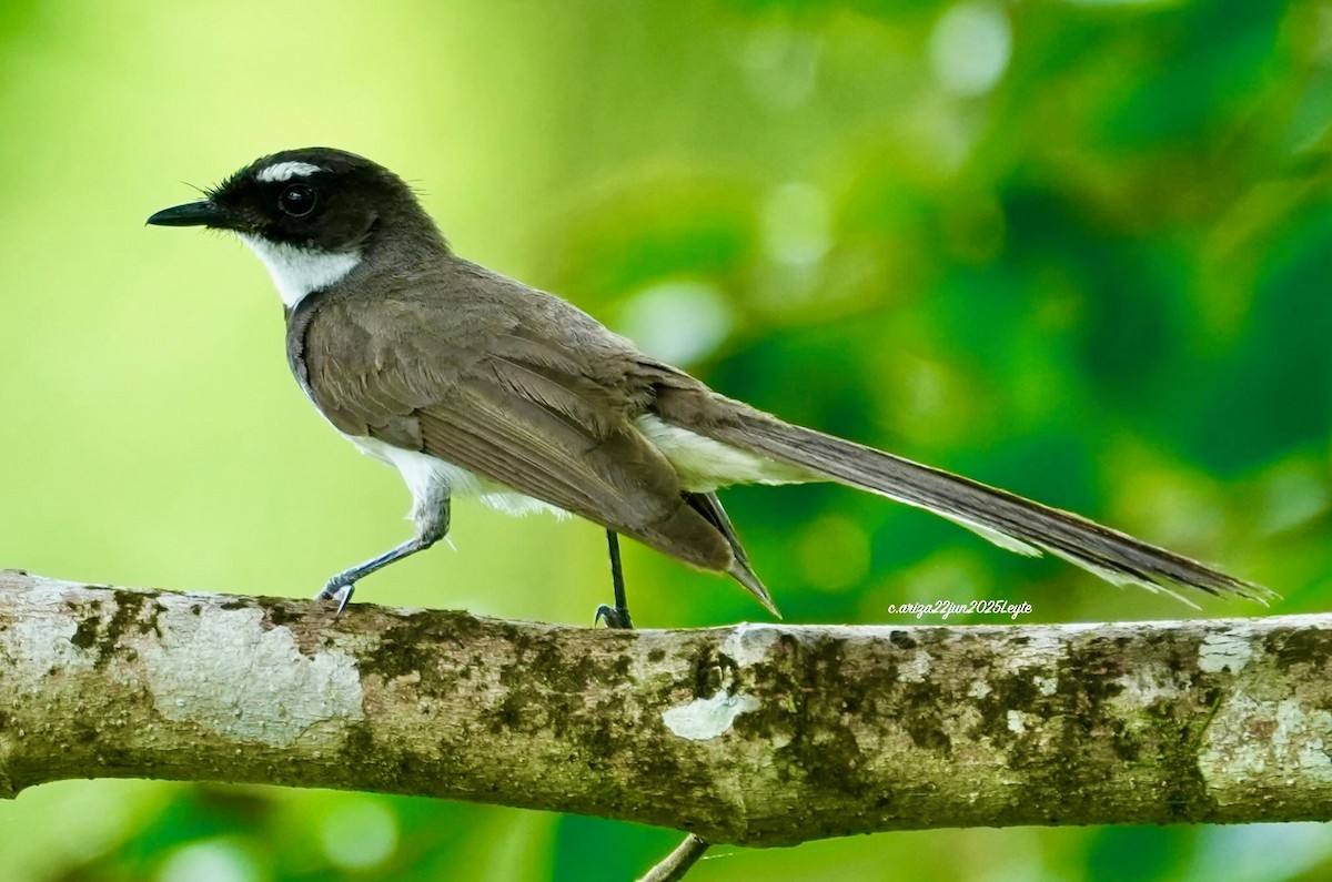 Philippine Pied-Fantail - ML638310954