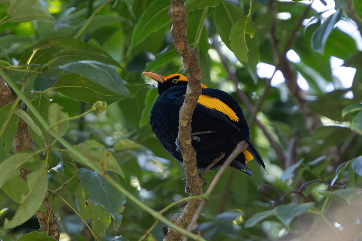 Regent Bowerbird - ML638310957