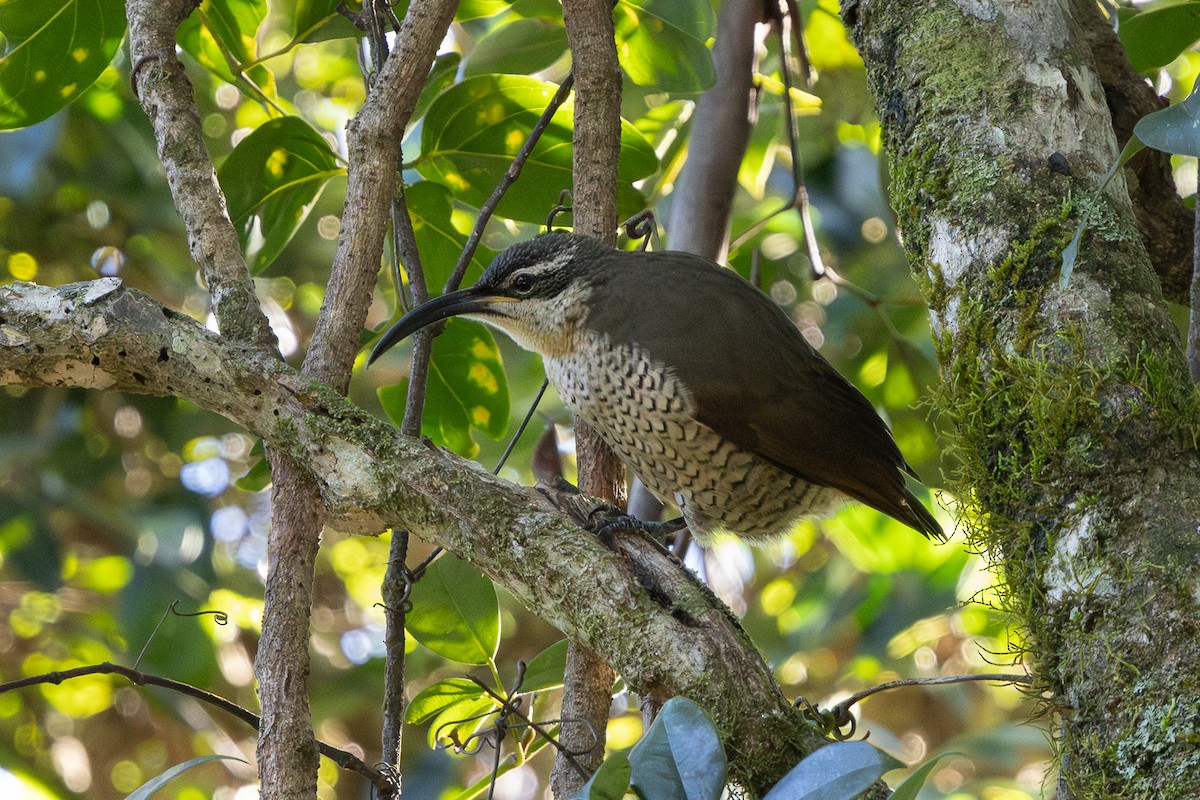 Paradise Riflebird - ML638310958