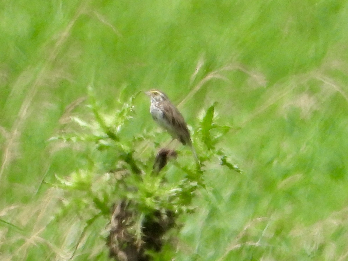 Savannah Sparrow - ML638310959