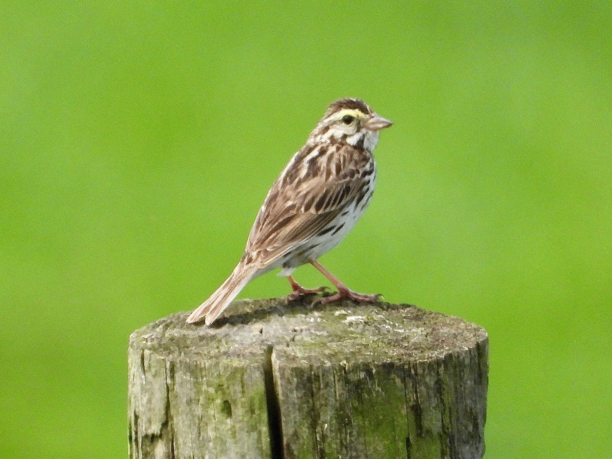 Savannah Sparrow - ML638310960