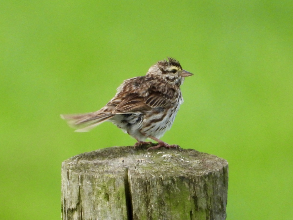 Savannah Sparrow - ML638310961