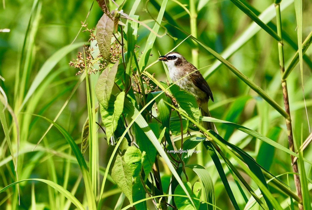 Yellow-vented Bulbul - ML638310962