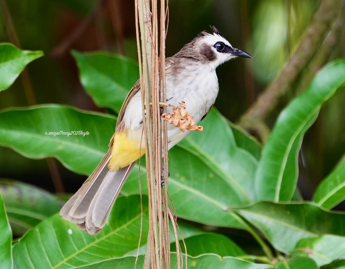 Yellow-vented Bulbul - ML638310963