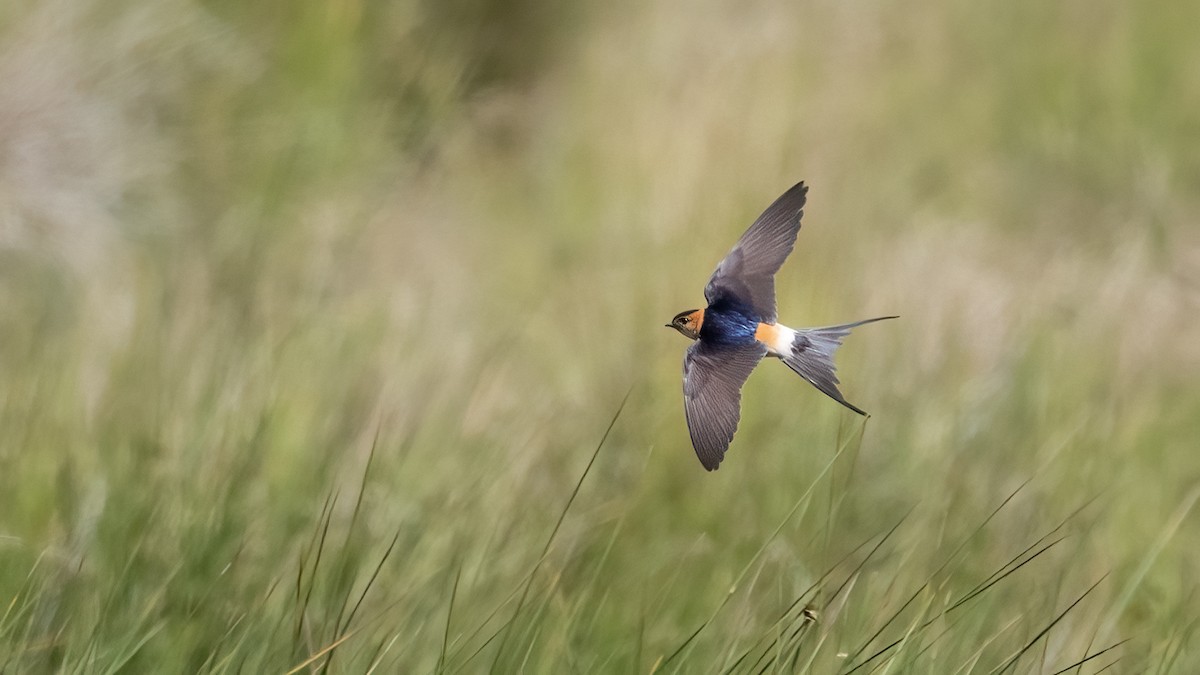 European Red-rumped Swallow - ML638310965