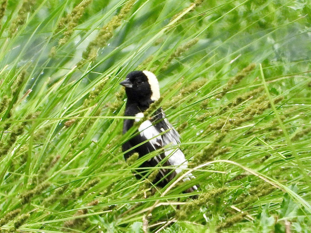 Bobolink - ML638310966