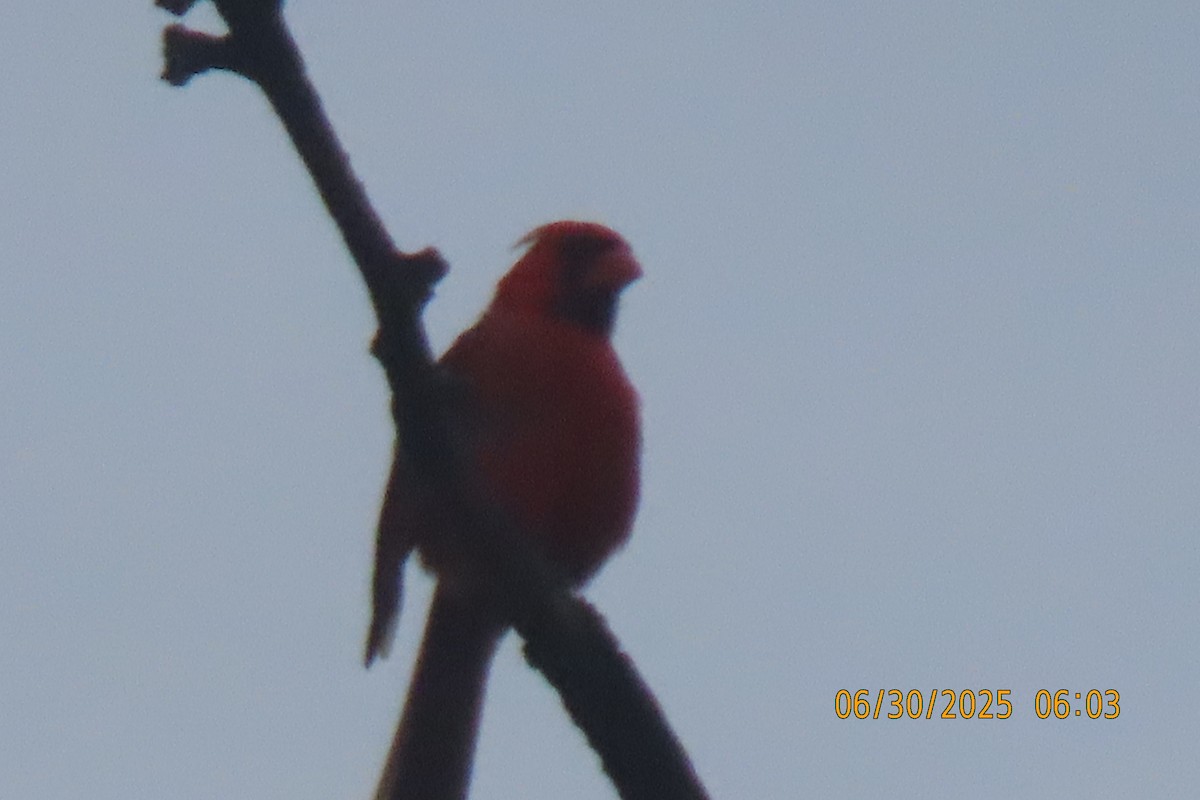 Northern Cardinal - ML638310967