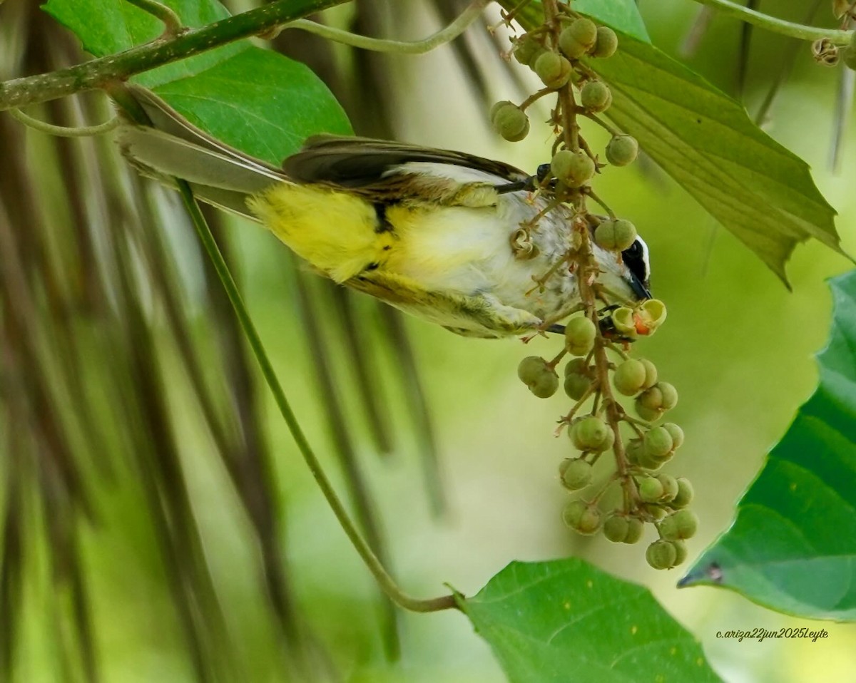 Yellow-vented Bulbul - ML638310970