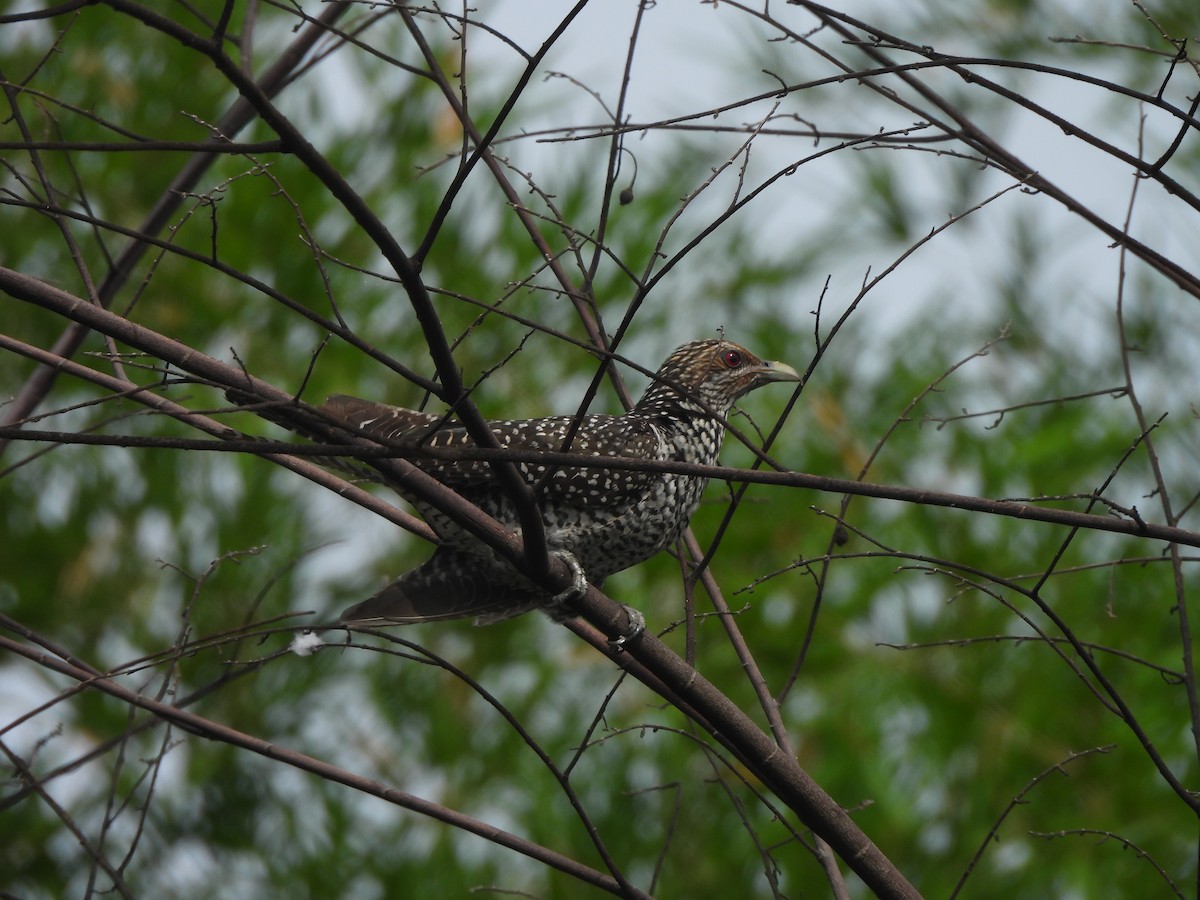 kukačka koel - ML638310979