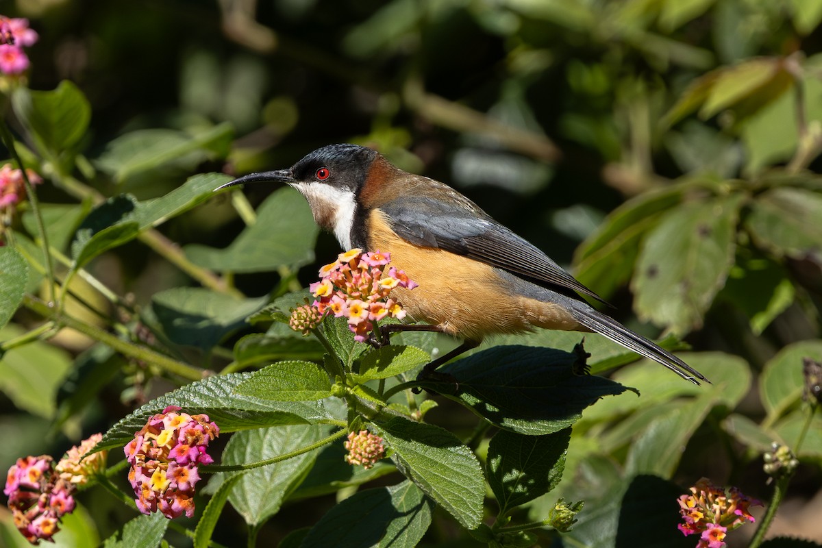 Eastern Spinebill - ML638310981