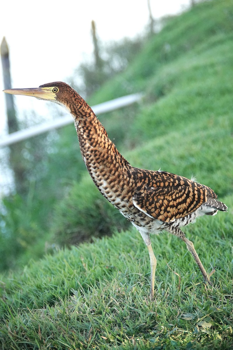 Rufescent Tiger-Heron - ML638310987