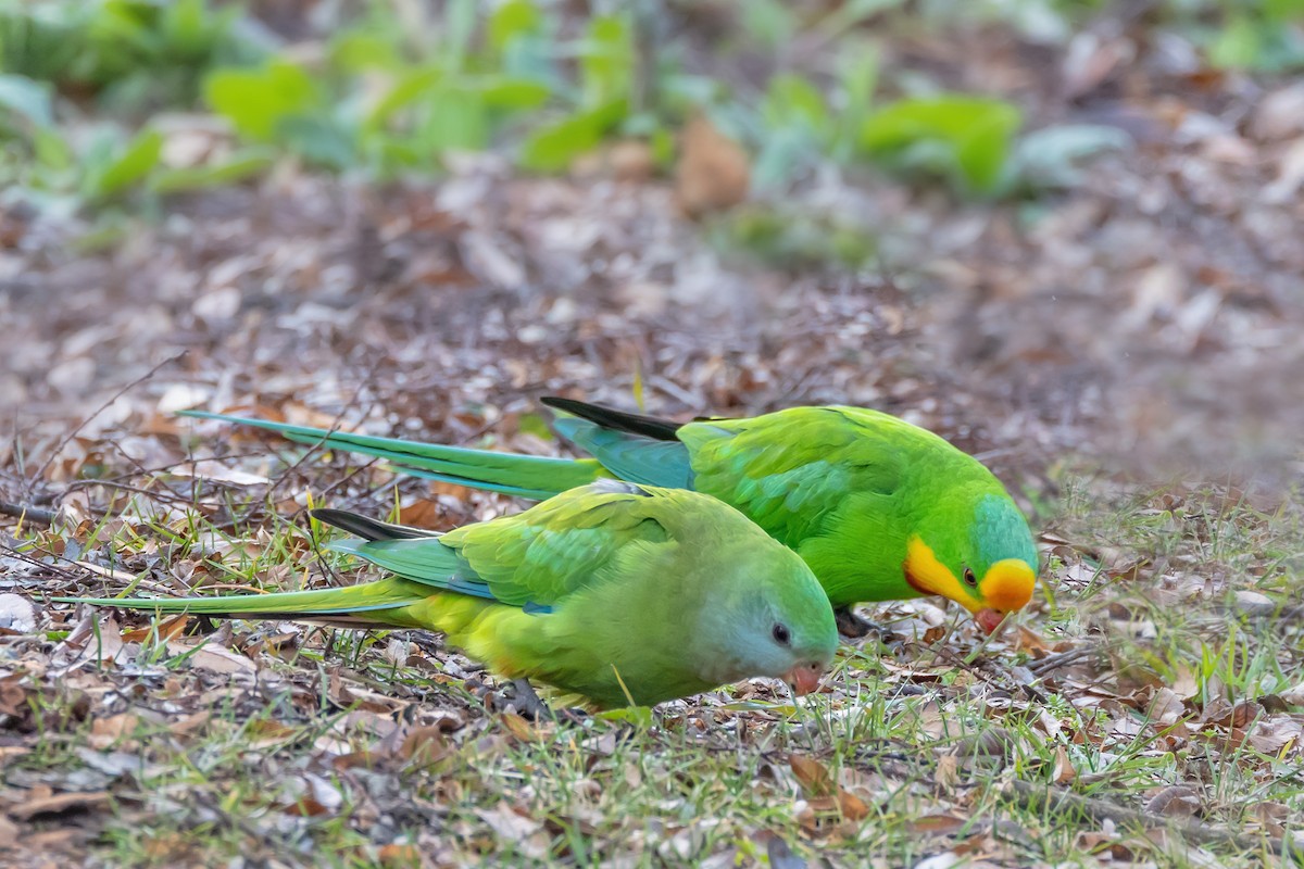 Superb Parrot - ML638310988