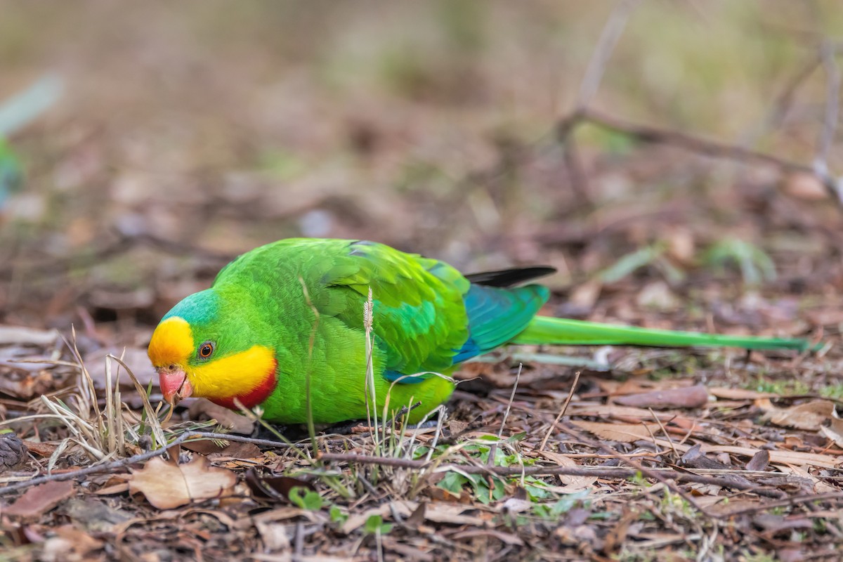 Superb Parrot - ML638310992