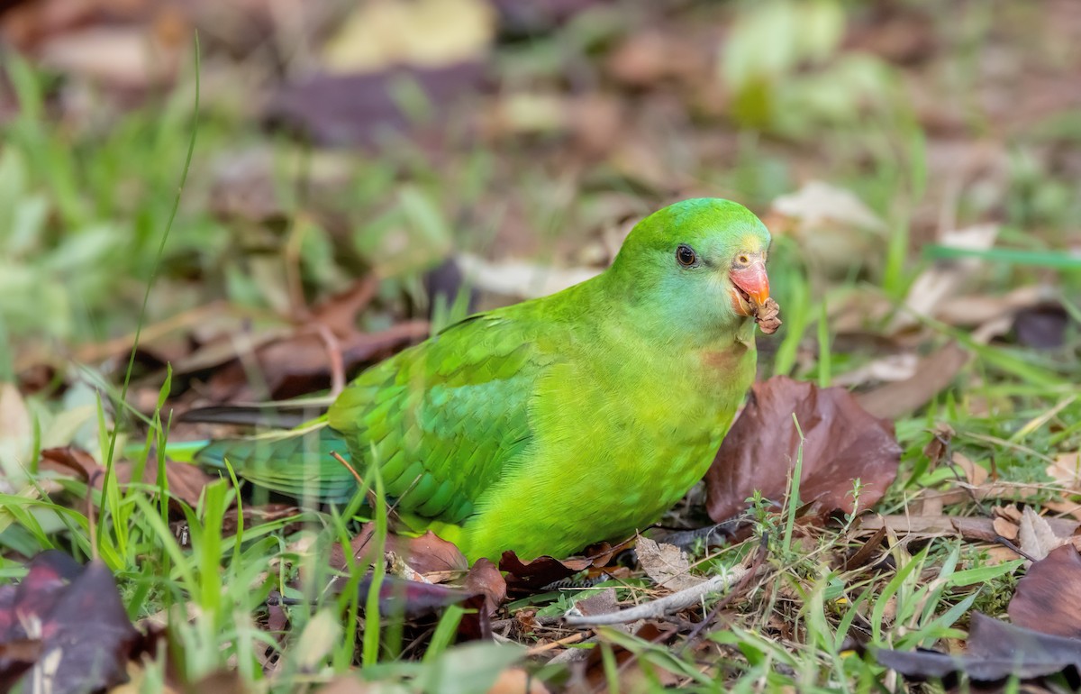 Superb Parrot - ML638310994